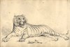 [Tiger at bay]