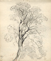 [Sketch of a tree]