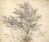 [Sketch of a tree]