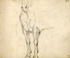 [Horse's forelegs, shoulders and withers]