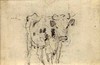 [Standing cow]