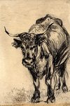 [Front view of a standing cow]