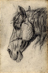 [Horse's head in profile]