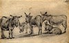 [Group of donkeys, four standing and one lying down]