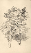 [Study of trees]