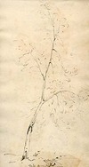 [Study of a tree]