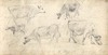 [Study of cows]