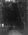 [Miss O'Gorman walking along tree-lined road, Co. Waterford]