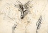 [Studies of a stag's face, nose and legs]