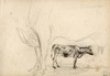 [Two studies of a cow, one unfinished]