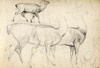 [Study of two stags and a doe - unfinished]