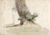 [Tree trunks]
