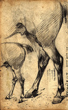 [The legs of a mare and foal]