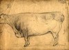 [A bullock]