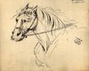 [Horse wearing a bridle]