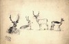 [Three stags and a doe]