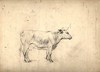 [A cow]