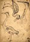 [Three studies of a heron]