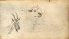 [Head of a cow ; Head of a goat]