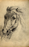 [A horse wearing a bridle]