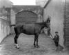 [Mr. Cobbet's horse with little boy, stable yard, Waterford]