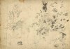 [Study of a tree and branches]