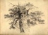 [The trunk and branches of a tree]