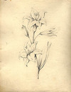 [Study of a lily]