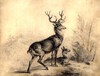 [A stag and a doe]