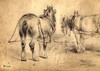 [A pair of plough horses in harness]