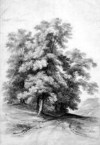 [Study of two trees by a road]
