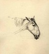[Sketch of a horse's head]