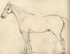 [Sketch of a horse, full-length, facing right]