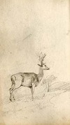 [Sketch of a stag]