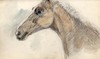 [Study of a horse's head and neck]