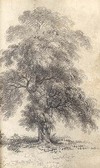 [Study of a tree]