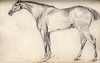 [Study of a thoroughbred racehorse]