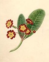 [Primrose (Primula)]