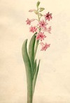 [Hyacinth]
