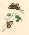 [Butterflies with stem of grass and clover leaves]
