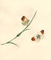 view larger version