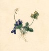 [Violets, with stems, buds and roots]