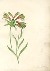 Alstroemeria [Pistisina?]