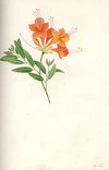 view larger version
