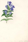 Gentiana asclepiadea