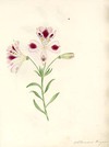 Alstroemeria Pelegrina