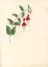 Fuchsia [Globosa?]