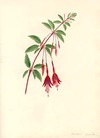 view larger version