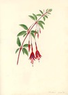 Fuchsia Gracilis