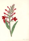 Lobelia Fulgens